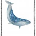 Baleine 1