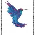 Colibri